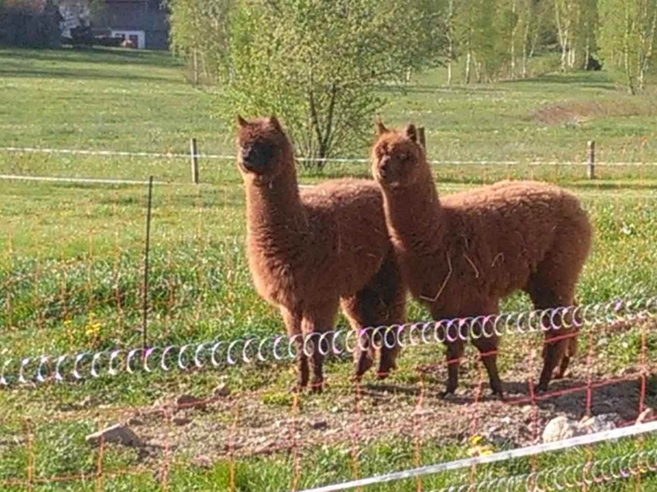 Familie Meimer Hofing Экстерьер фото